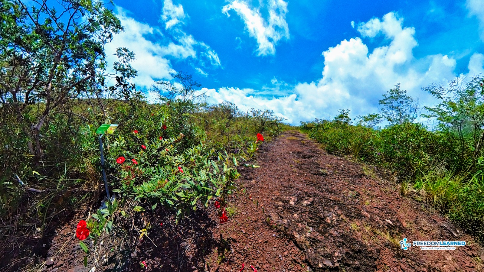 Flor de Carajás Ipomoea cavalcantei nos campos ferruginosos de Carajás