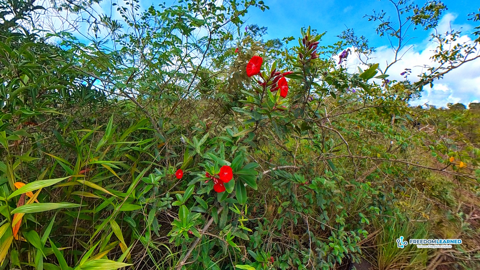 Flor de Carajás Ipomoea cavalcantei nos campos ferruginosos de Carajás
